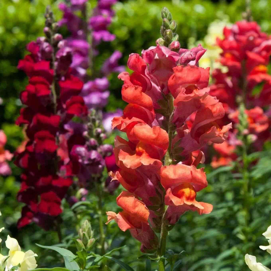 Baby 3 Flowers Snapdragon featured in the Snapdragon Seeds (Antirrhinum majus) collection.