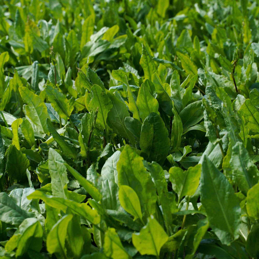 Large Leaf Sorrel featured in the Sorrel Seeds for Culinary Gardens collection.