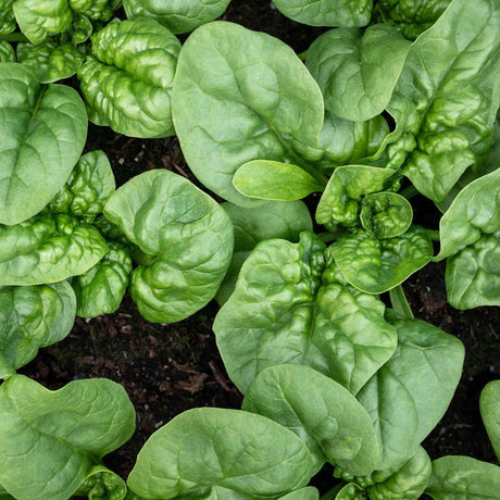 Bloomsdale Long Standing Spinach featured in the Spinach Seeds for Cool Season Gardens collection.