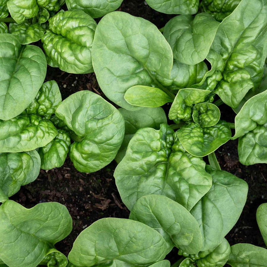 Bloomsdale Long Standing Spinach featured in the Spinach Seeds for Cool Season Gardens collection.