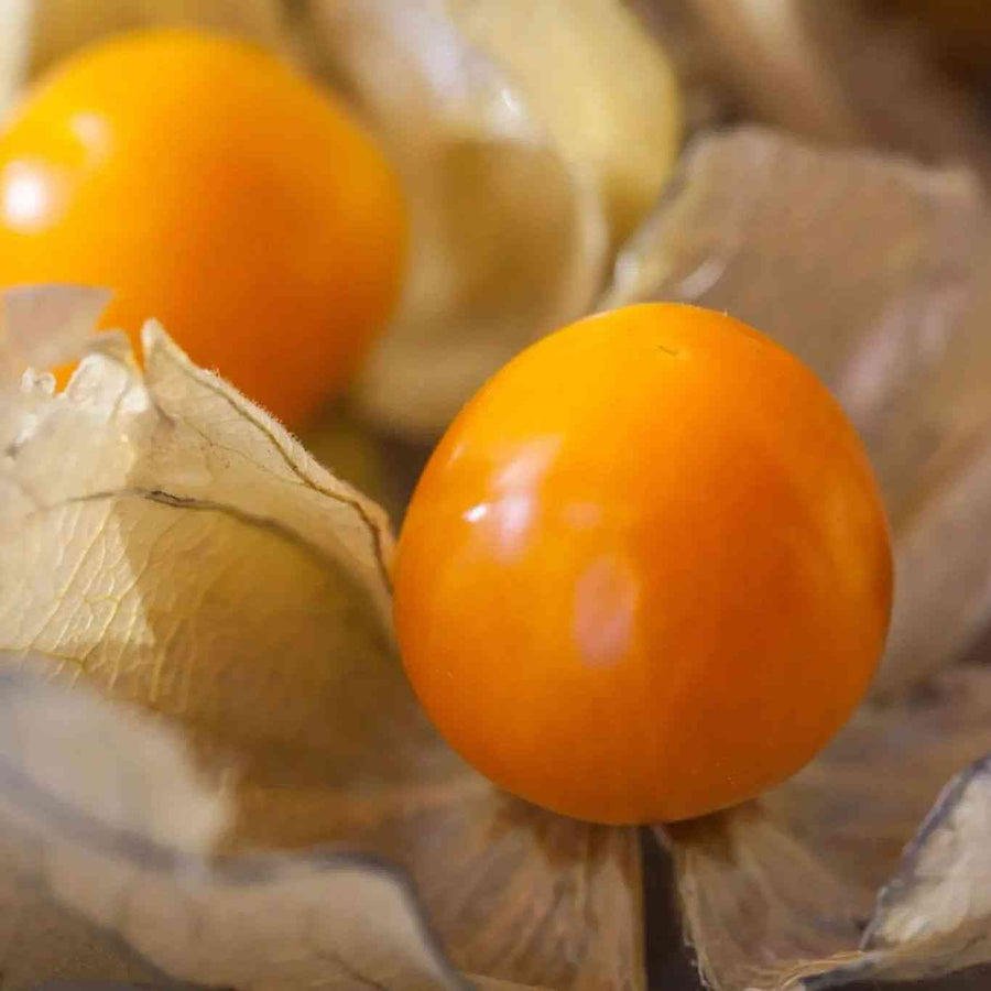 Pruinosa Aunt Mollys Ground Cherry Tomatillo featured in the Tomatillo Seeds for Garden and Kitchen collection.