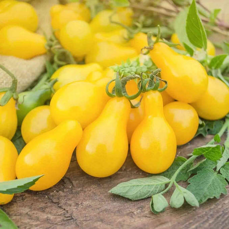 Yellow Pear cherry tomato representing the Cherry Tomato Seeds collection.