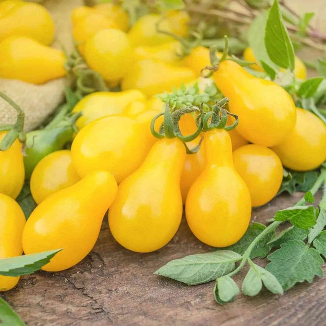 Yellow Pear cherry tomato representing the Cherry Tomato Seeds collection.