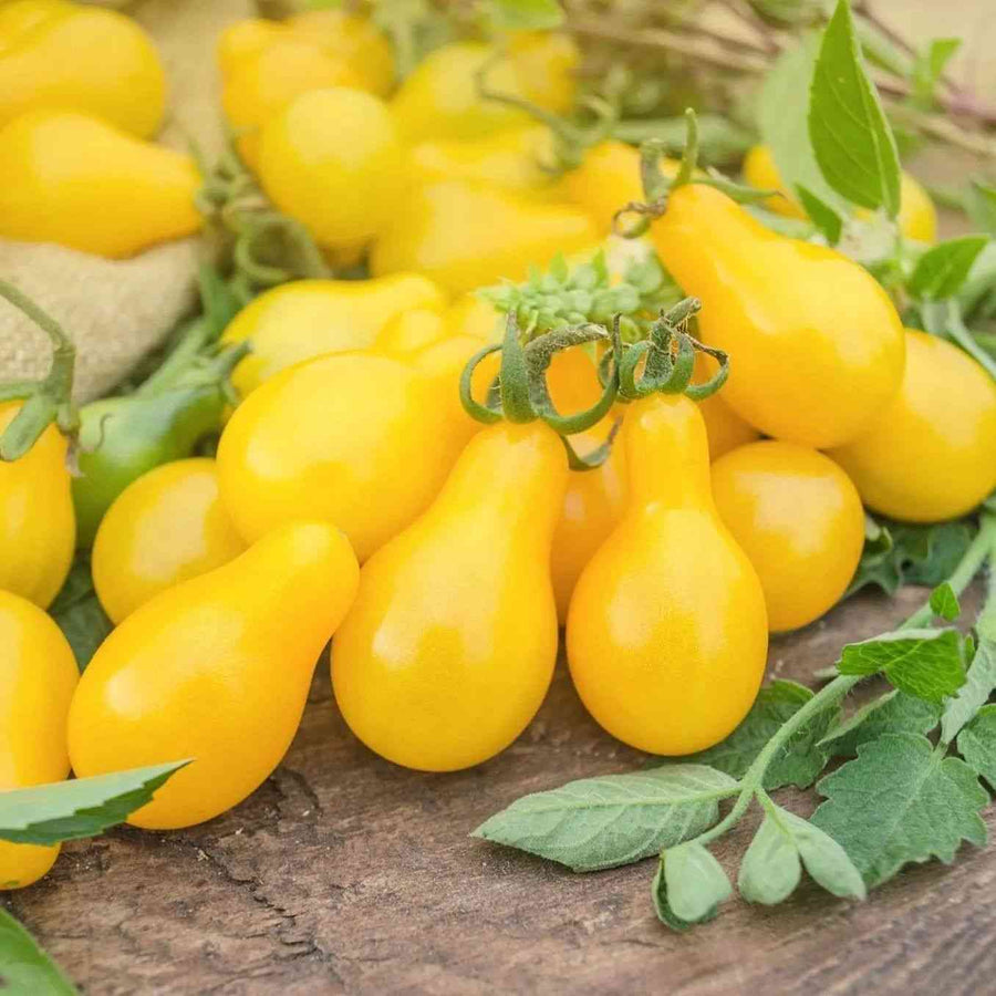 Yellow Pear cherry tomato representing the Cherry Tomato Seeds collection.