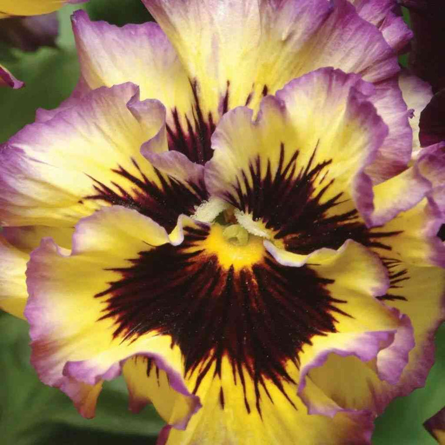 Frizzle Sizzle Lemonberry Pansy Coming Janfeb Viola featured in the Viola Seeds for Gardens collection.
