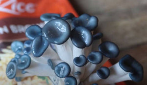 Mushroom Growing Kit