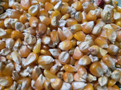 High-quality Premium Corn Seeds from Flint Argentina ensuring superior crop yield and resilience.