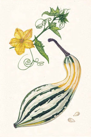 The Seed Collector's Kit