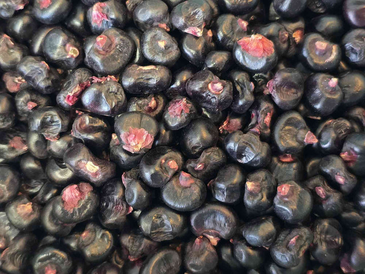 Montana Morado Maize Corn Seeds