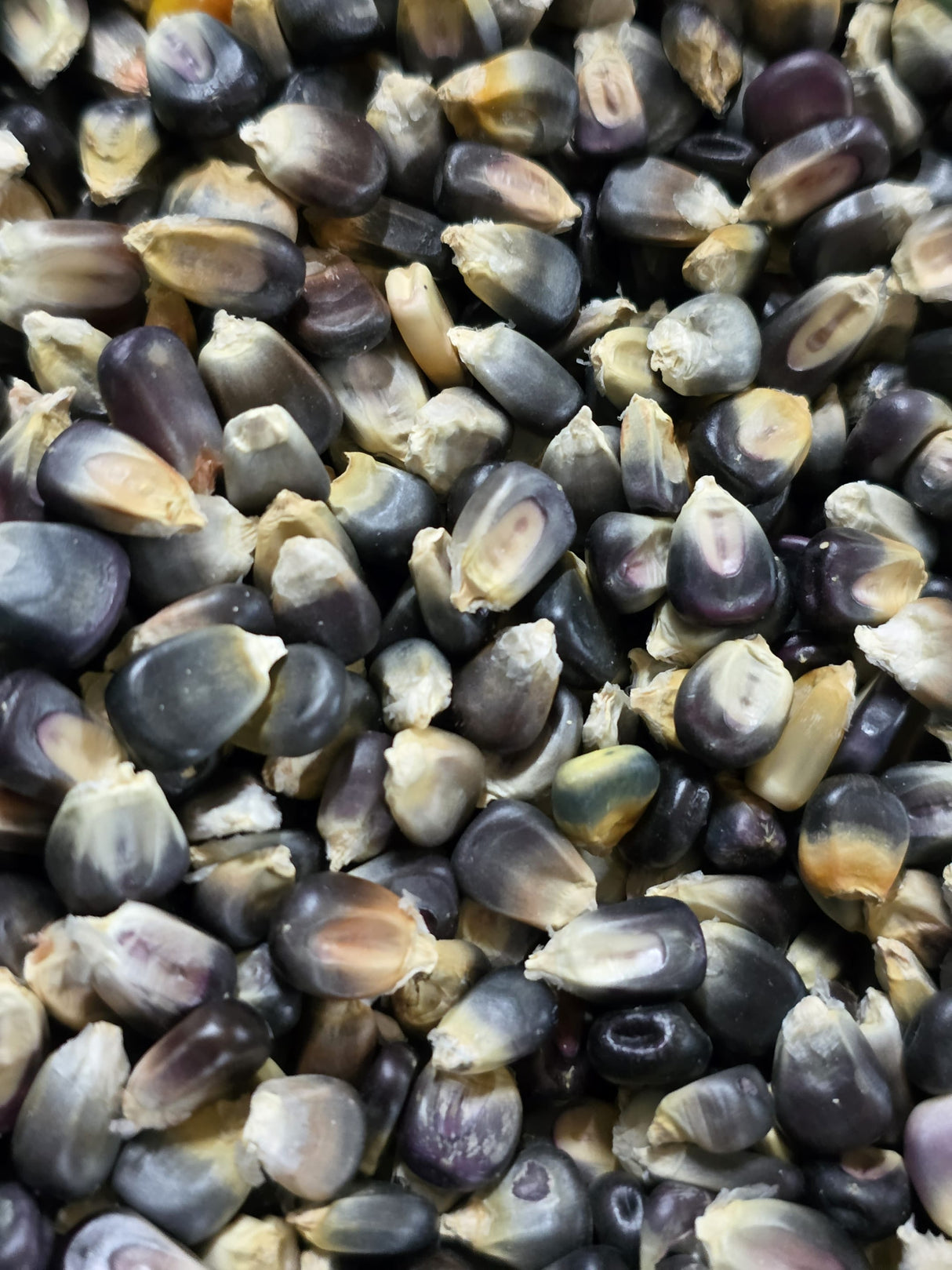 Corn Seeds - Dent - Ohio Blue Corn