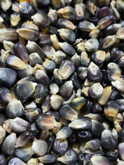 Ohio Blue Dent Corn native corn seeds showcasing traditional agriculture and heritage crop varieties.
