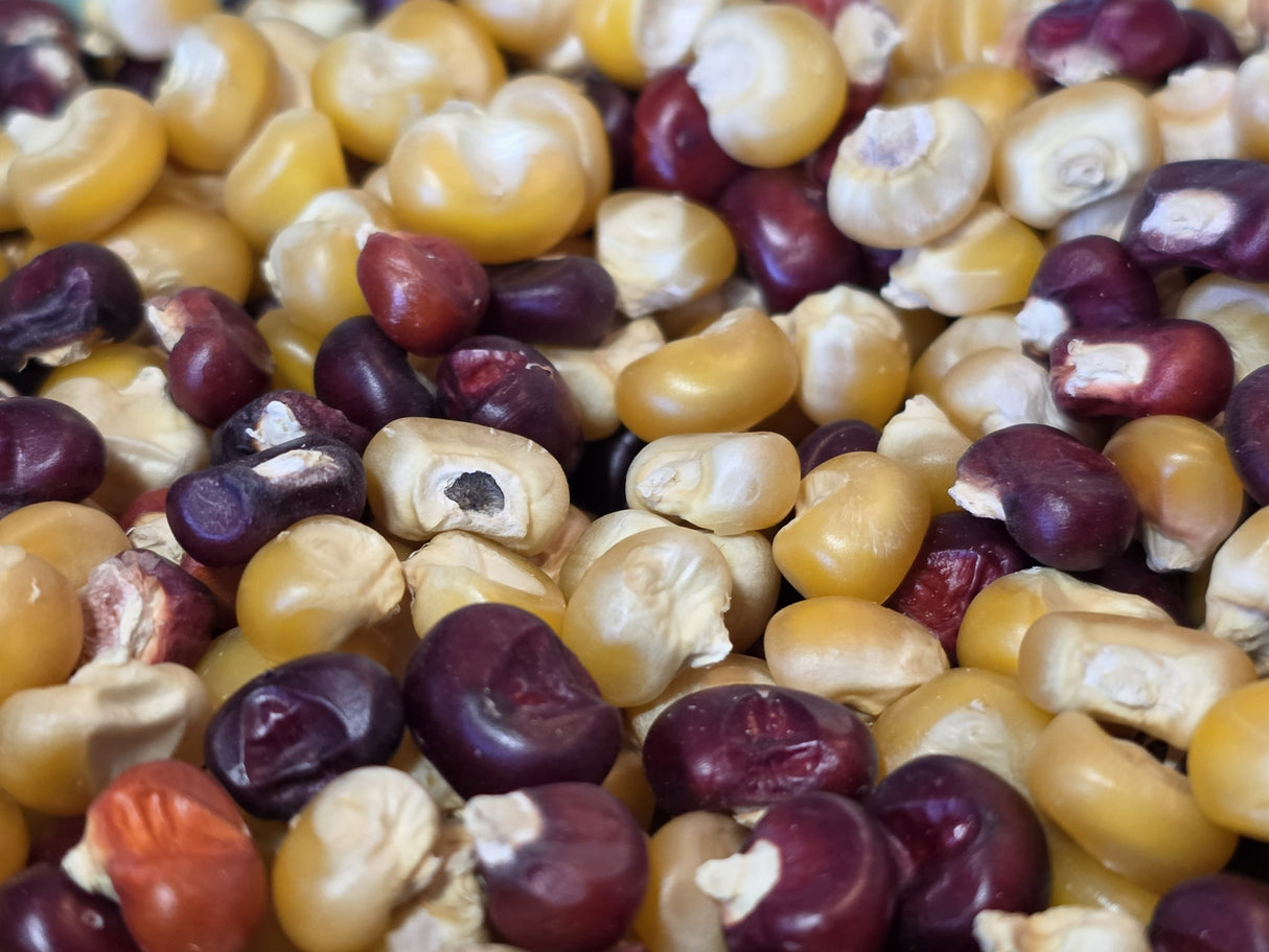 Corn Seeds - Flint - Abenaki Calais