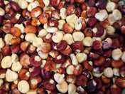 Magic Manna organic corn seeds growing in a sunny garden for healthy and natural harvest