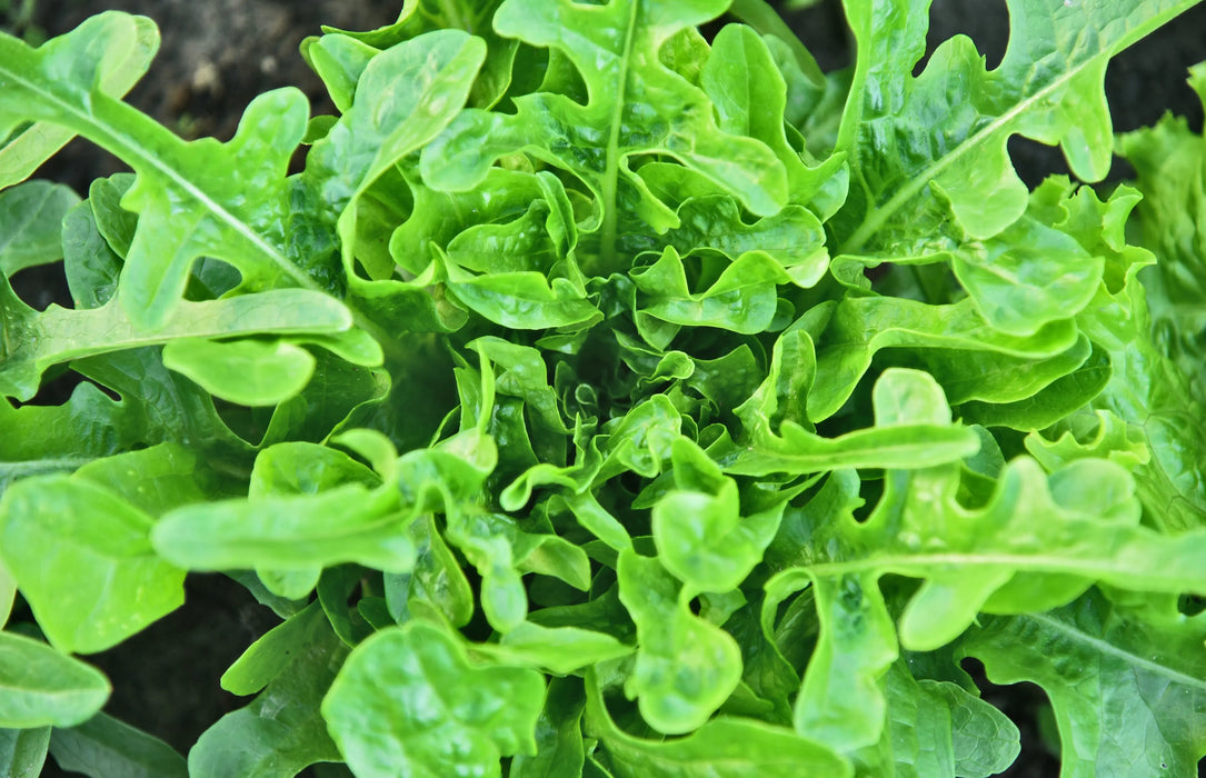 Lettuce Seeds - Oakleaf