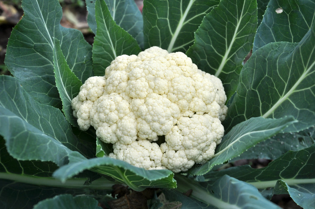 Cauliflower Seeds - Snowball Self Blanching