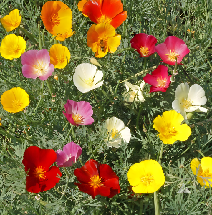 California Mix Poppy Seeds