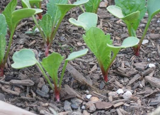 Radish Seeds - Mystery