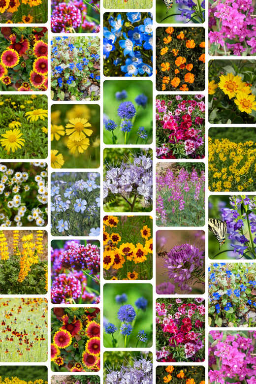 Western Pollinator Mix Wildflower Seeds