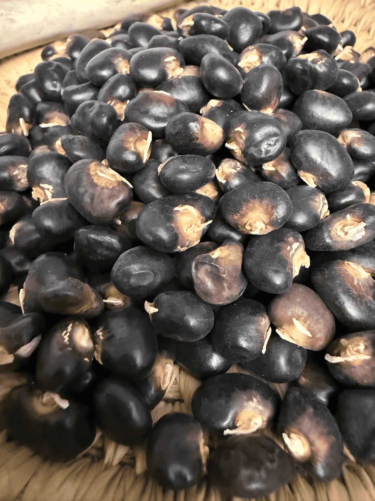 Bean Seeds - Pole - Succotash - Alliance of Native Seedkeepers