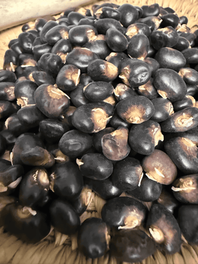 Bean Seeds - Pole - Succotash - Alliance of Native Seedkeepers
