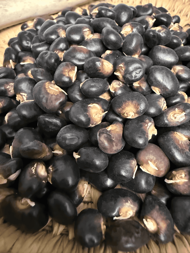 Bean Seeds - Pole - Succotash - Alliance of Native Seedkeepers