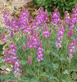 Flower Seeds - Wildflower - Western Pollinator Mix