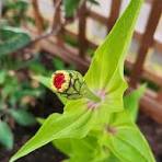Zinnia Seeds - Mystery
