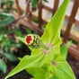 Zinnia Seeds - Mystery