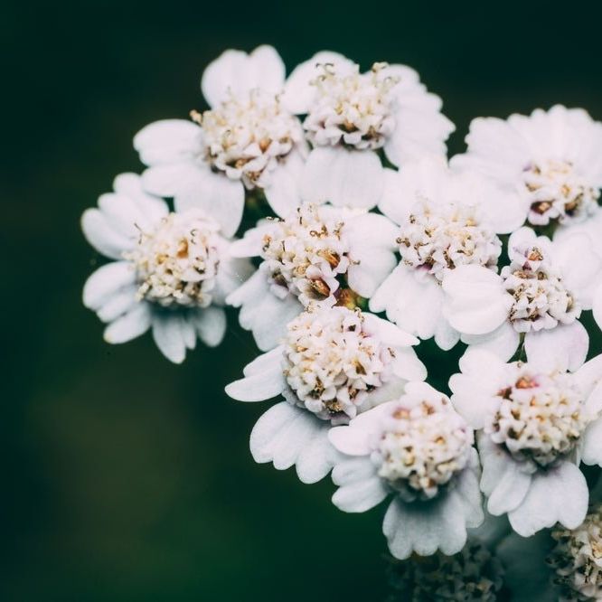 Achillea Seeds - Common White Yarrow - Alliance of Native Seedkeepers - Herb Seeds