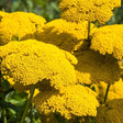 Achillea Seeds - Golden Yarrow - Alliance of Native Seedkeepers - Herb Seeds
