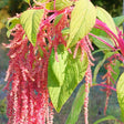 Amaranth Seeds - Coral Fountain - Alliance of Native Seedkeepers - Vegetable Seeds