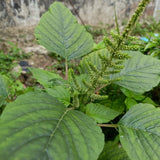 Amaranth Seeds - Green Leaf ("Lu Hsien") - Alliance of Native Seedkeepers - Vegetable Seeds