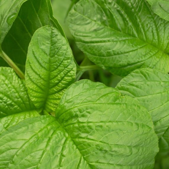 Amaranth Seeds - Green Leaf ("Lu Hsien") - Alliance of Native Seedkeepers - Vegetable Seeds