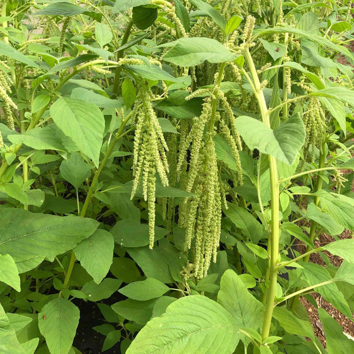 Green Tails Amaranth Seeds