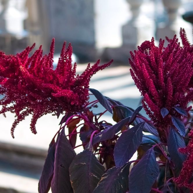 Amaranth Seeds - Opopeo - Alliance of Native Seedkeepers - Vegetable Seeds
