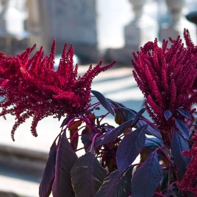 Amaranth Seeds - Opopeo - Alliance of Native Seedkeepers - Vegetable Seeds