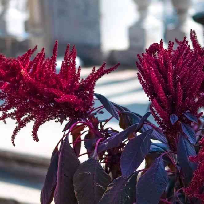 Opopeo Amaranth Seeds