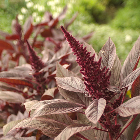 Amaranth Seeds - Red Army - Alliance of Native Seedkeepers - Vegetable Seeds
