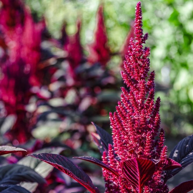 Amaranth Seeds - Red Spike - Alliance of Native Seedkeepers - Vegetable Seeds