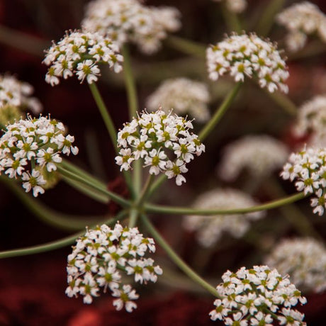 Anise Seeds - Alliance of Native Seedkeepers - Herb Seeds