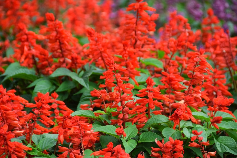 Red bedding salvia flowering in a pollinator garden