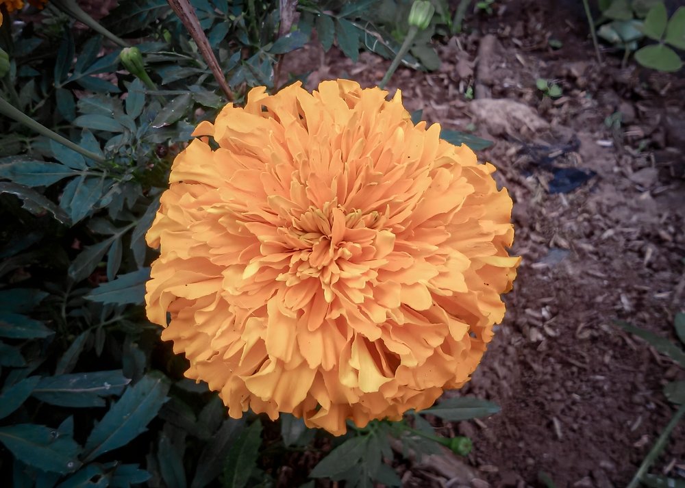 Large orange African marigold flower