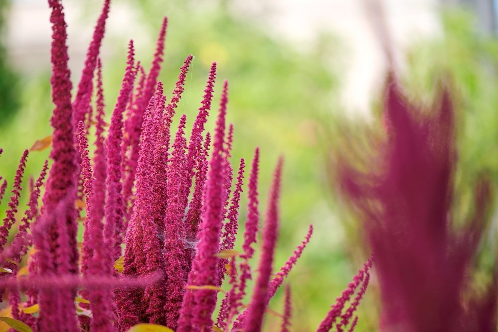 Red amaranth plants grown for edible leaves