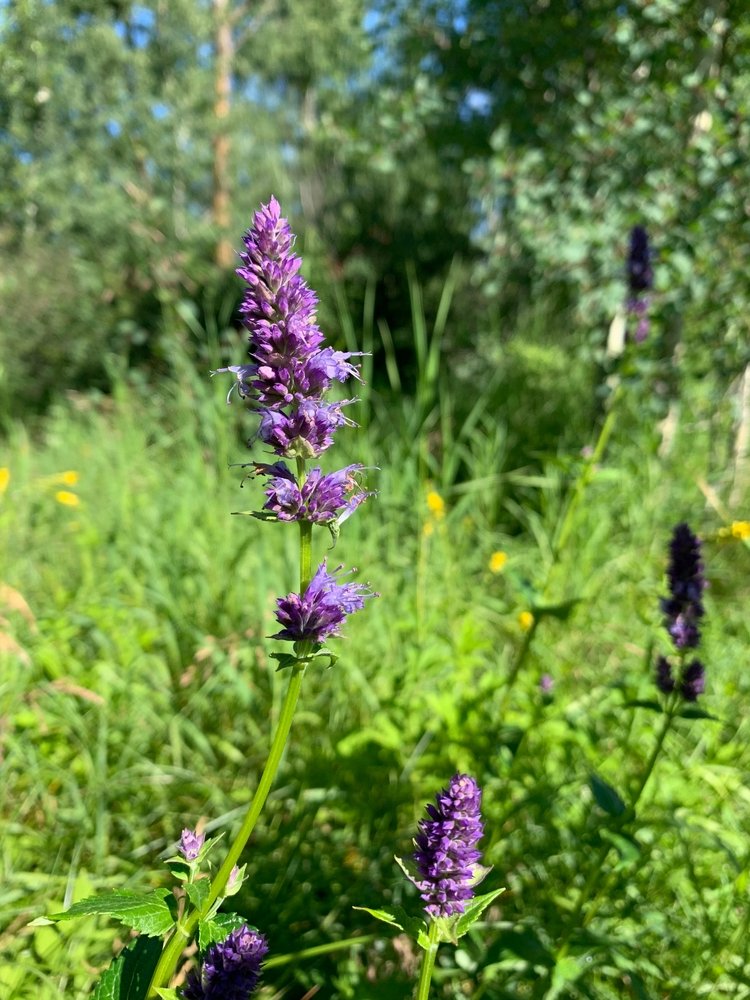 Purple anise hyssop flower spikes growing in a meadow