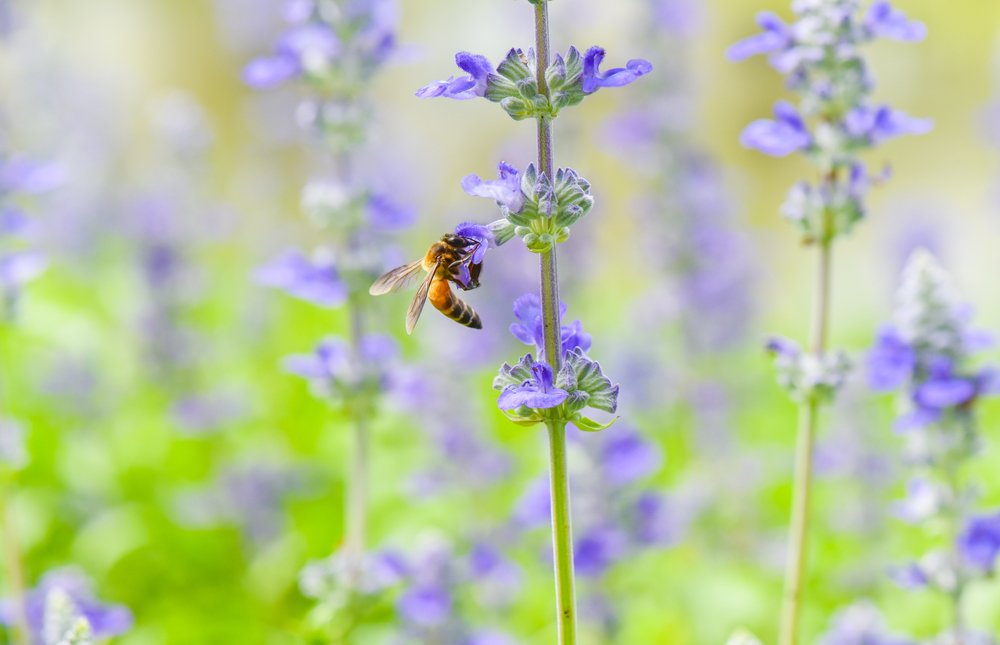 Bee visiting a blue salvia flower spike