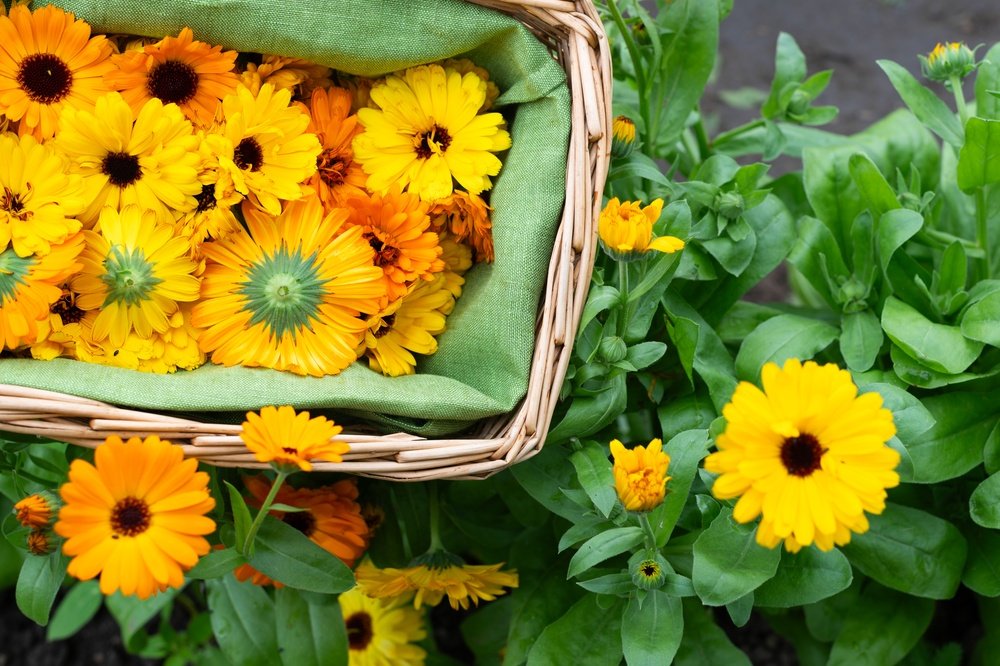 Basket filled with freshly harvested calendula flowers
