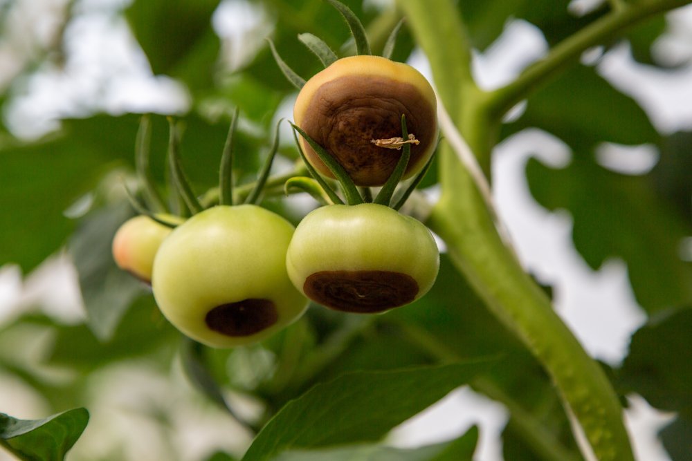 Green tomatoes developing dark blossom-end rot