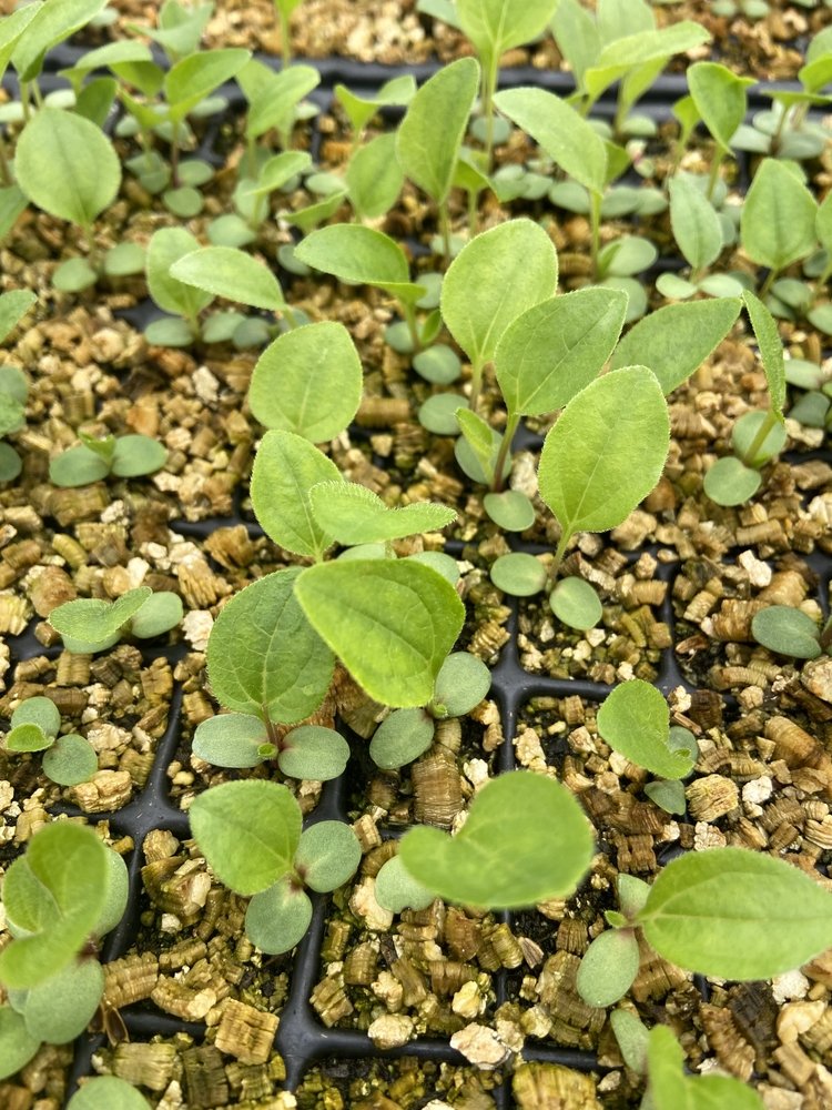Young echinacea seedlings growing in plug cells