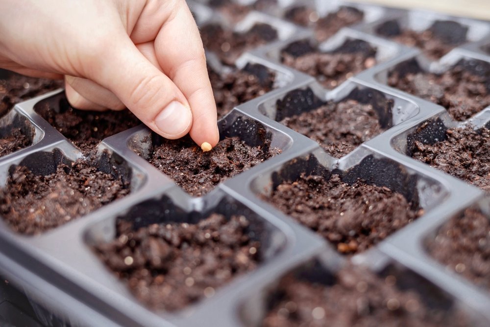 Hand placing seeds into a cell tray filled with moist seed-starting mix