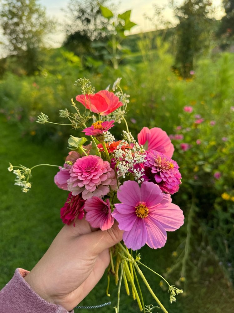 Fresh hand-tied bouquet of cosmos, zinnias, and poppies